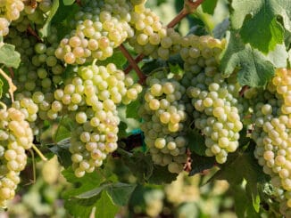 Chenin Blanc grapes