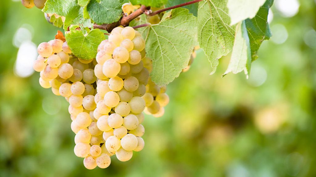 Wine Grape Varieties – Sauvignon Blanc - The Expensive Champagne Guide